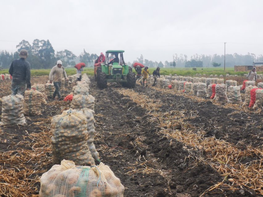 Cosecha de papa en campo